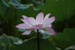 绽放的粉色荷花