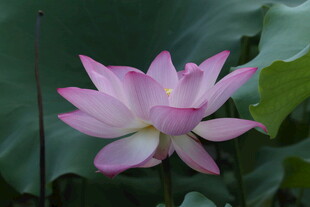 娇艳绽放的粉色荷花