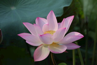 娇艳盛开的粉色荷花