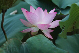 绽放的美丽粉色荷花