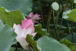 娇艳荷花绽放于绿叶间