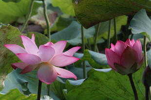 娇艳荷花绽放于绿叶间