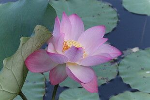 娇艳盛开的粉色荷花