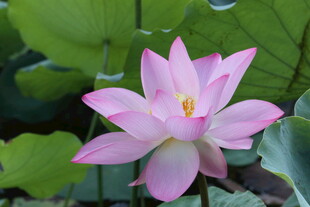 绽放的粉色荷花