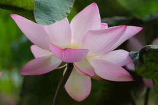 娇艳绽放的粉色荷花