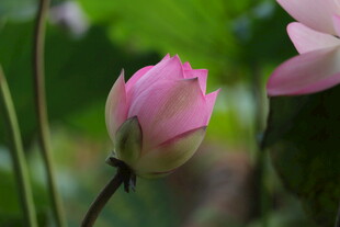 含苞待放的粉嫩荷花