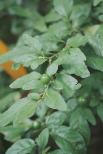 嫩绿枝叶上的青涩果实