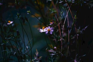 暗夜中的绚烂花卉