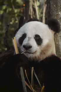 憨态可掬的大熊猫吃竹子