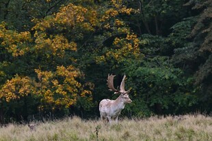 草原上的羚羊与多彩树木