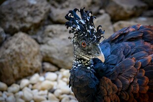 独特羽冠的珍稀鸟类