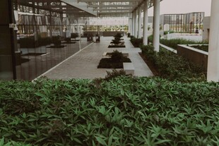 现代庭院绿植景观