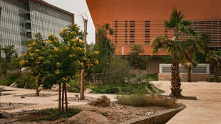 城市中的绿植景观区域