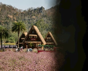 山间草屋旁的烂漫花田