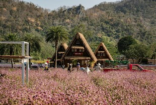 花海中的特色木质建筑