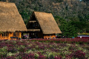 田园茅草屋旁的绚烂花海