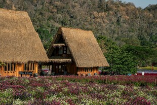 田园茅草屋旁的绚烂花田