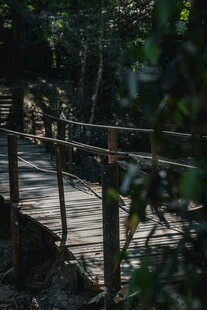 林间木栈道 自然静谧处