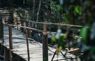 森林中的木质栈桥