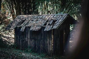森林中的老旧木屋