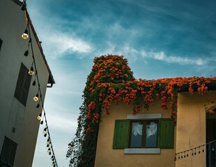 屋顶繁花装点的温馨小屋