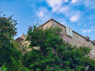 被绿植环绕的古老建筑