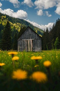 山间木屋旁的灿烂花海