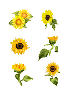 手绘向日葵插画元素