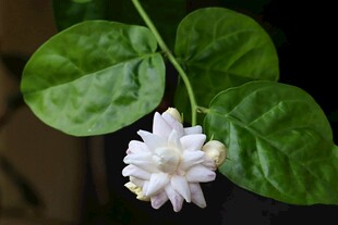 白色花朵与绿叶植物