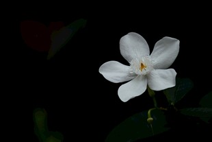 洁白单朵茉莉花