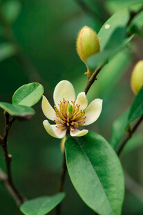 黄色花朵绽放绿叶间