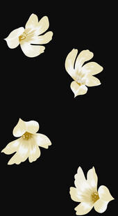 白色玉兰花花朵特写