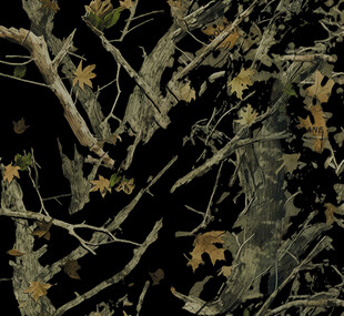 斑驳树皮上的枯叶与枝桠