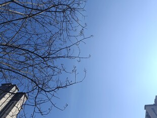 蓝天映衬下的光秃树枝