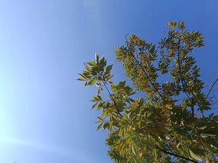 蓝天映衬下的繁茂枝叶