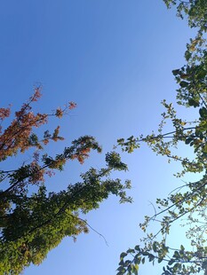 蓝天映衬下的多彩树梢