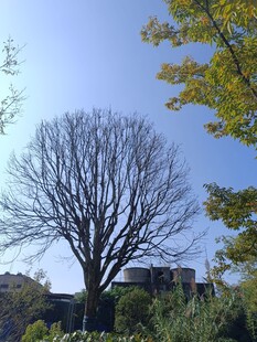 秋日枯树与蓝天景致