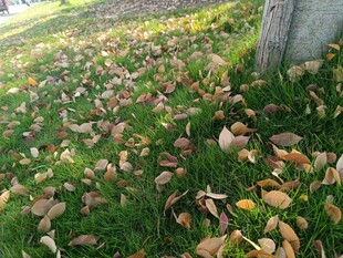 草地上的缤纷落叶