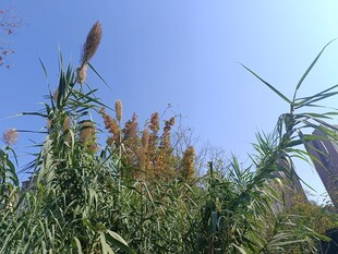 蓝天映衬下的繁茂芦苇丛