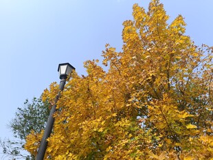 秋日路灯旁绚烂黄叶树