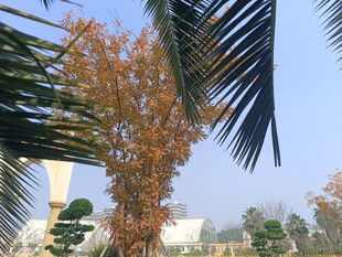 秋日棕树与周边景致