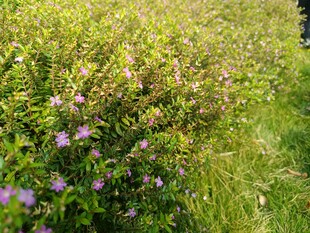 野外紫色小花与绿色植被