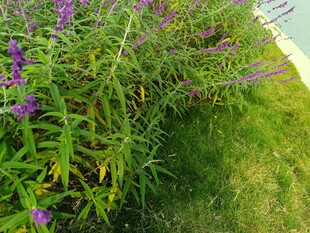 紫色花卉与绿植相映成趣