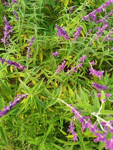 紫色鼠尾草绽放的美丽