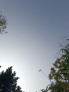 阳光下的树梢与飞鸟