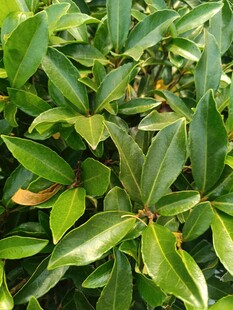 翠绿叶片生机盎然