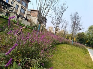 小区中绽放的美丽花丛