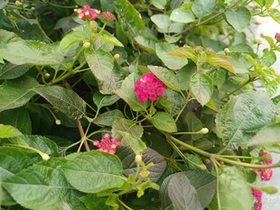 绿叶间绽放的娇艳红花