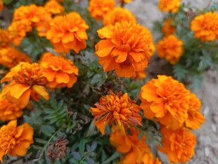 鲜艳橙色万寿菊绽放