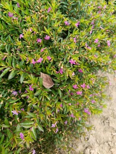 绿叶间的粉色小花